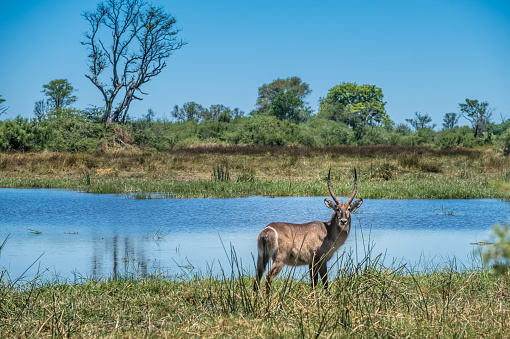 Male waterbuck, Moremi Game Reserve, Okavango Delta, Botswana