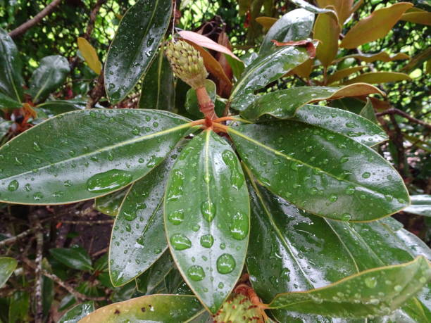 istock raindrops on green magnolia leaves 882498122