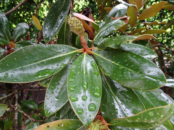 istock raindrops on green magnolia leaves 882498760