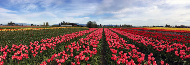 istock Tulip Festival 882501698