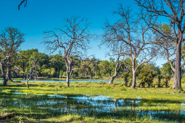 Okavango Delta, Botswana â August 4, 2022. Members of the local community paddle a mokoro, a traditional boat across the flat waters of the Okavango Delta. Transporting tourists in a mokoro is an important source of income for these communities.