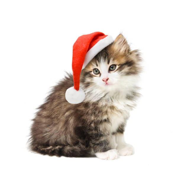 istock Small kitten in Santa Christmas red hat 882505400