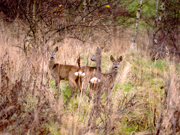 istock Roe on the fields in the autumn day 882512746