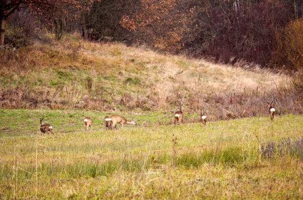 istock Roe on the fields in the autumn day 882512802