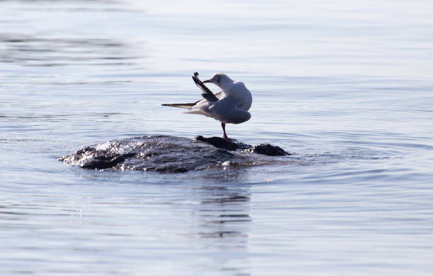 istock Gull on the lake in nature 882513140