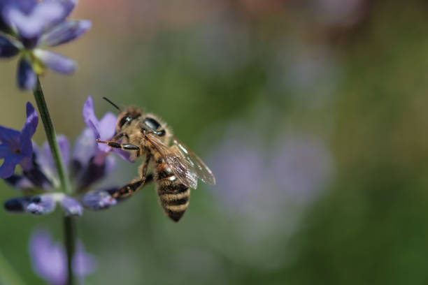 istock A bee lands on fresh lavender flowers in summer 882516526