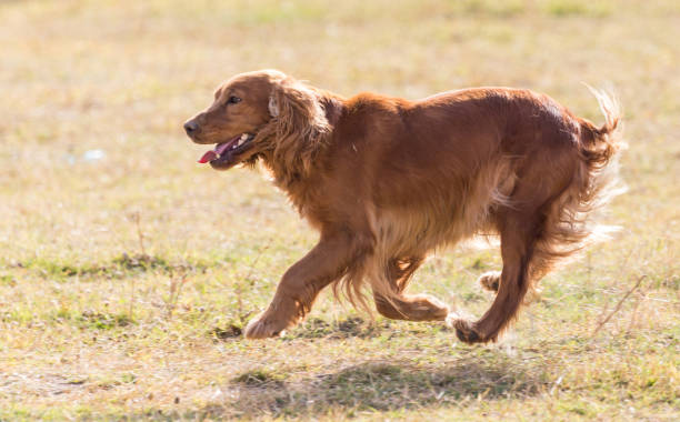 istock red dog on the nature 882516554