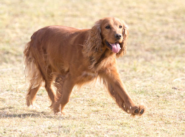istock red dog on the nature 882517082