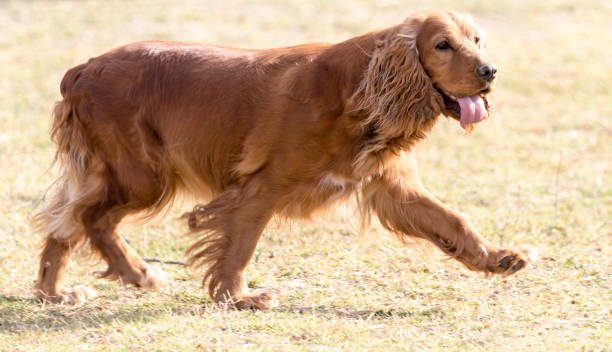 istock red dog on the nature 882517210