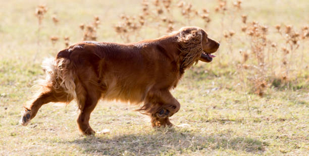 istock red dog on the nature 882517436