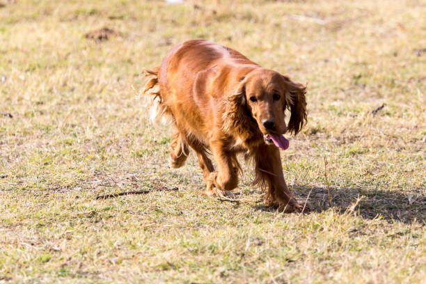 istock red dog on the nature 882522150