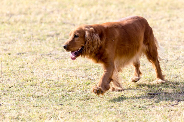 istock red dog on the nature 882524244