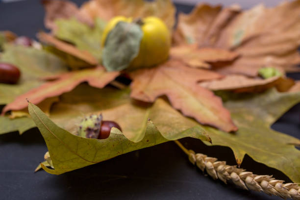istock An autumn still life with quinces on wooden table 882528180