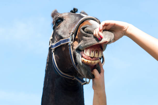Checking horse teeth and health outdoors Inspecting horse teeth and health outside on a blue cloudless sky background. Multicolored summertime horizontal outdoors image vet treating horse stock pictures, royalty-free photos & images