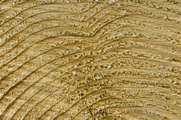 istock wooden annular rings 882535242