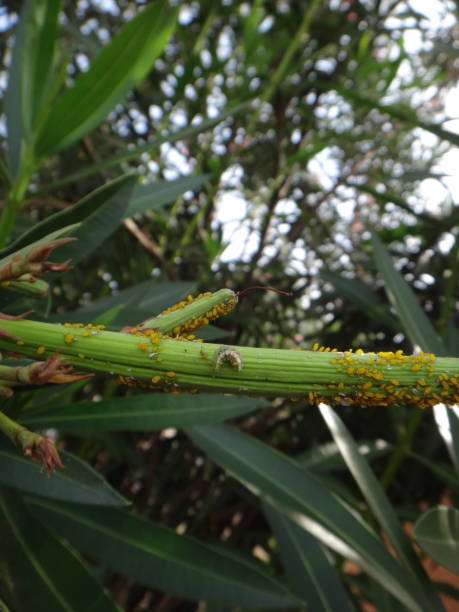 istock Syrphid fly larva and nerium aphids in oleander plant 882535422