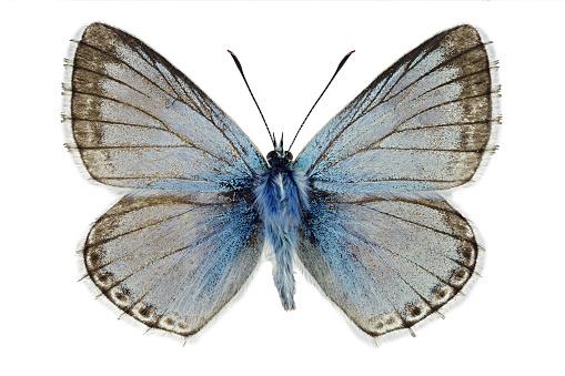Chalkhill blue (Polyommatus coridon), male specimen