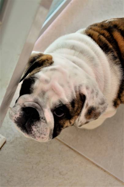 istock Look of a young bulldog 882538662