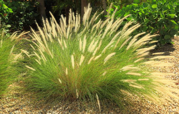 istock Gorgeous green plant with light crown. Aruba nature 882541044