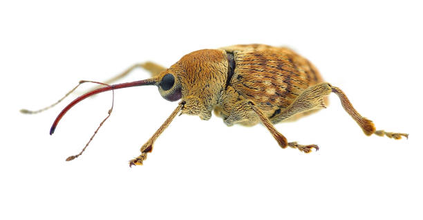 istock Curculio pellitus weevil, a mediterranean species 882543736