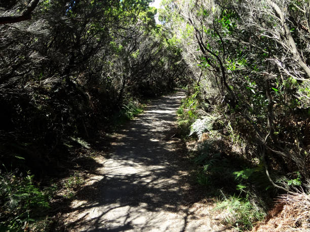 istock Trilha em Cape Otway - Great Ocean Road 882547704