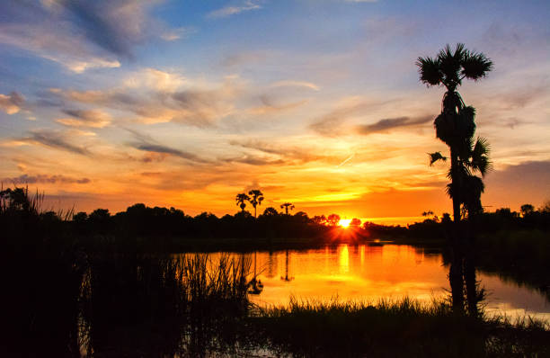istock Dark silhouettes of palm trees 882547944