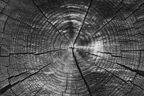 istock Old tree rings with cracks black and white close-up - macro 882553038