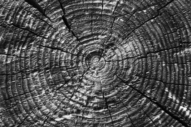 istock Old tree rings with cracks black and white close-up - macro 882553088