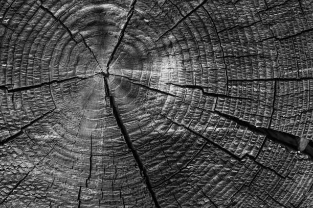 istock Old tree rings with cracks black and white close-up - macro 882553122