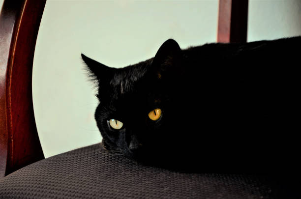 istock Black cat of different color eyes 882558296