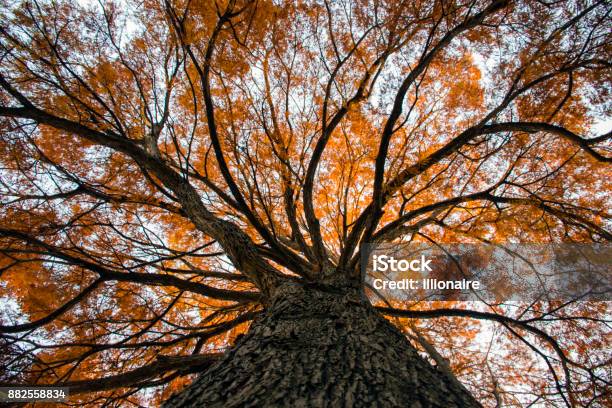 Hermoso Árbol De Otoño Visto Desde Abajo Mirando Hacia Arriba Foto de stock y más banco de imágenes de Bosque