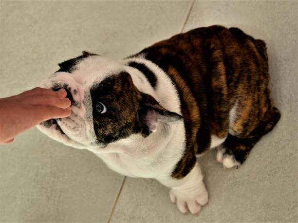 istock English bulldog cub smelling hand 882561434