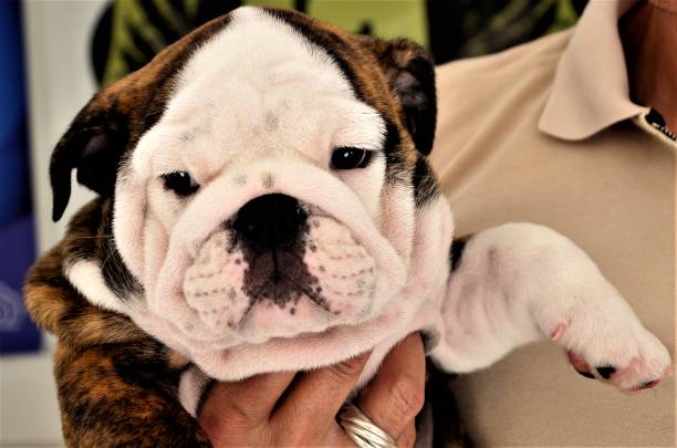 istock English bulldog cub on lap 882563174