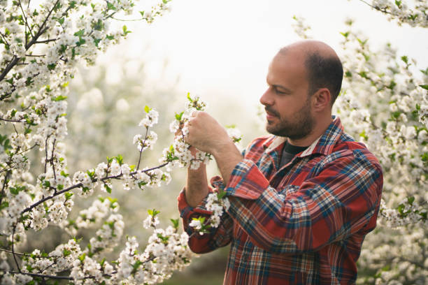 orchardman - portrait adults apple tree cherry tree 뉴스 사진 이미지