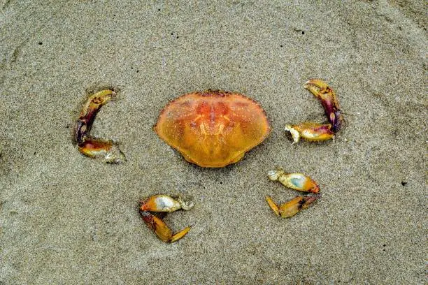 Photo of Reconstructed Crab