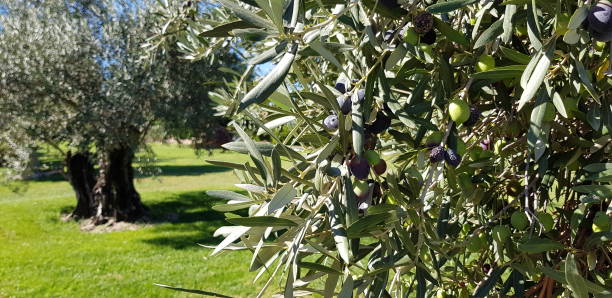 campo d’olivos en el - spanish olive photos et images de collection