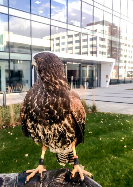 der harris hawk, früher bekannt als die bucht-winged hawk oder altrosa hawk - harris hawk hawk bird of prey bird stock-fotos und bilder