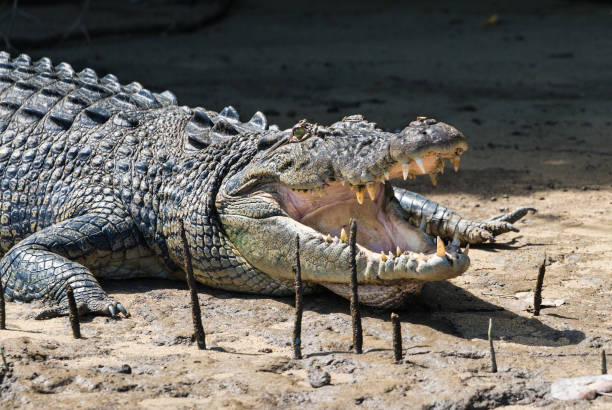 istock Saltwater Crocodile with Open Jaws 882585112