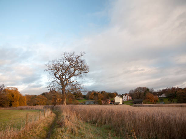 istock autumn bare branch trees landscape fall reeds golden reeds 882593440