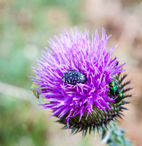 istock Insects on the thistle (Carduus) flower 882602678