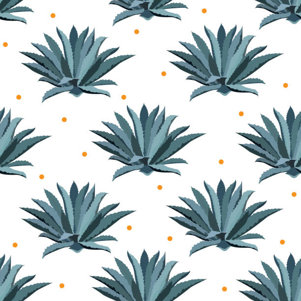 ilustraciones, imágenes clip art, dibujos animados e iconos de stock de patrón transparente de vector de agave azul. fondo para paquetes de tequila, el súper alimento con agave percloretileno y otros. suculentas, cactus fondos de pantalla. - abstract backgrounds botany cactus