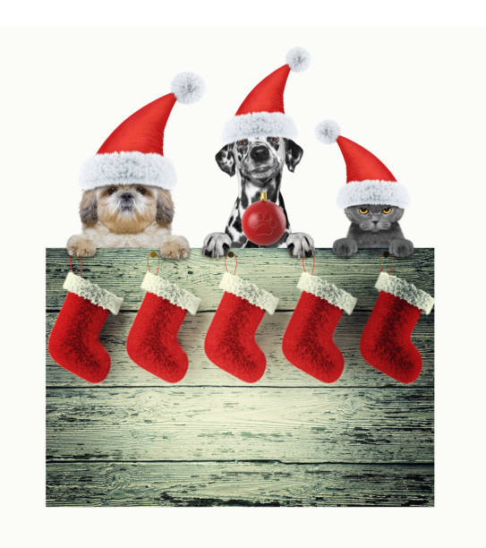 Christmas time with animals. Isolated on white background