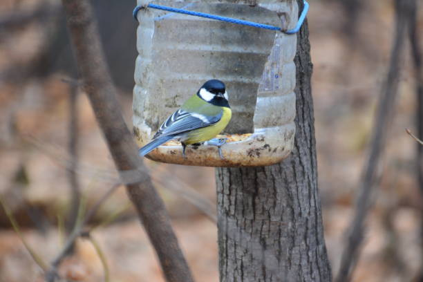 istock Autumn titmouse in the forest. 882630970