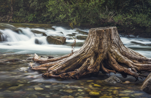 Stump in the River with Rapids in Background