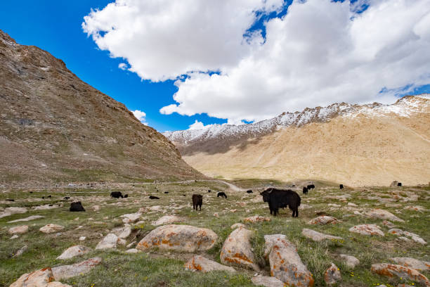 istock Himalayan Yak in Ladakh, India 882633372