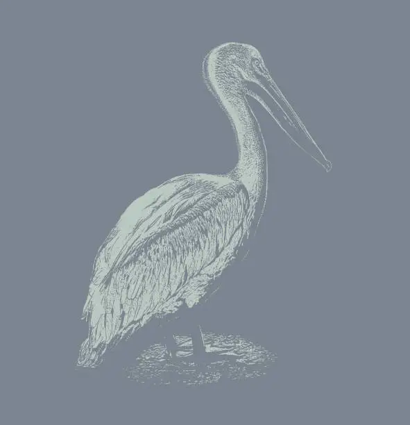 Vector illustration of Discovering Mexico. American White Pelican