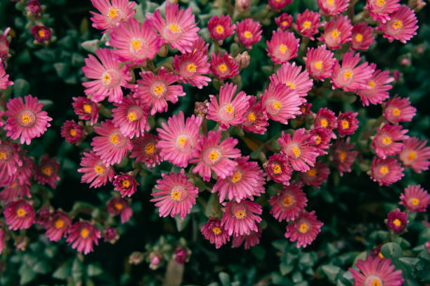 Full frame of pink flower background.
