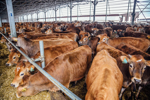 istock Jersey dairy cows in a free livestock stall 882640702