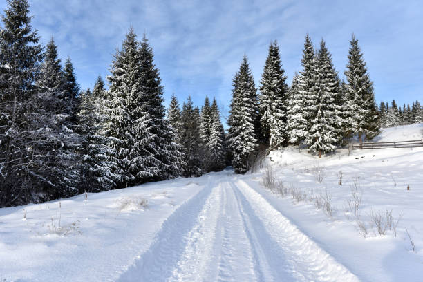 istock Winter mountain forest landscpae 882652556