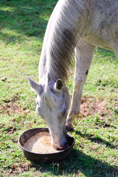 istock white quarter horse eating from a food bowl while standing on green grass 882664596